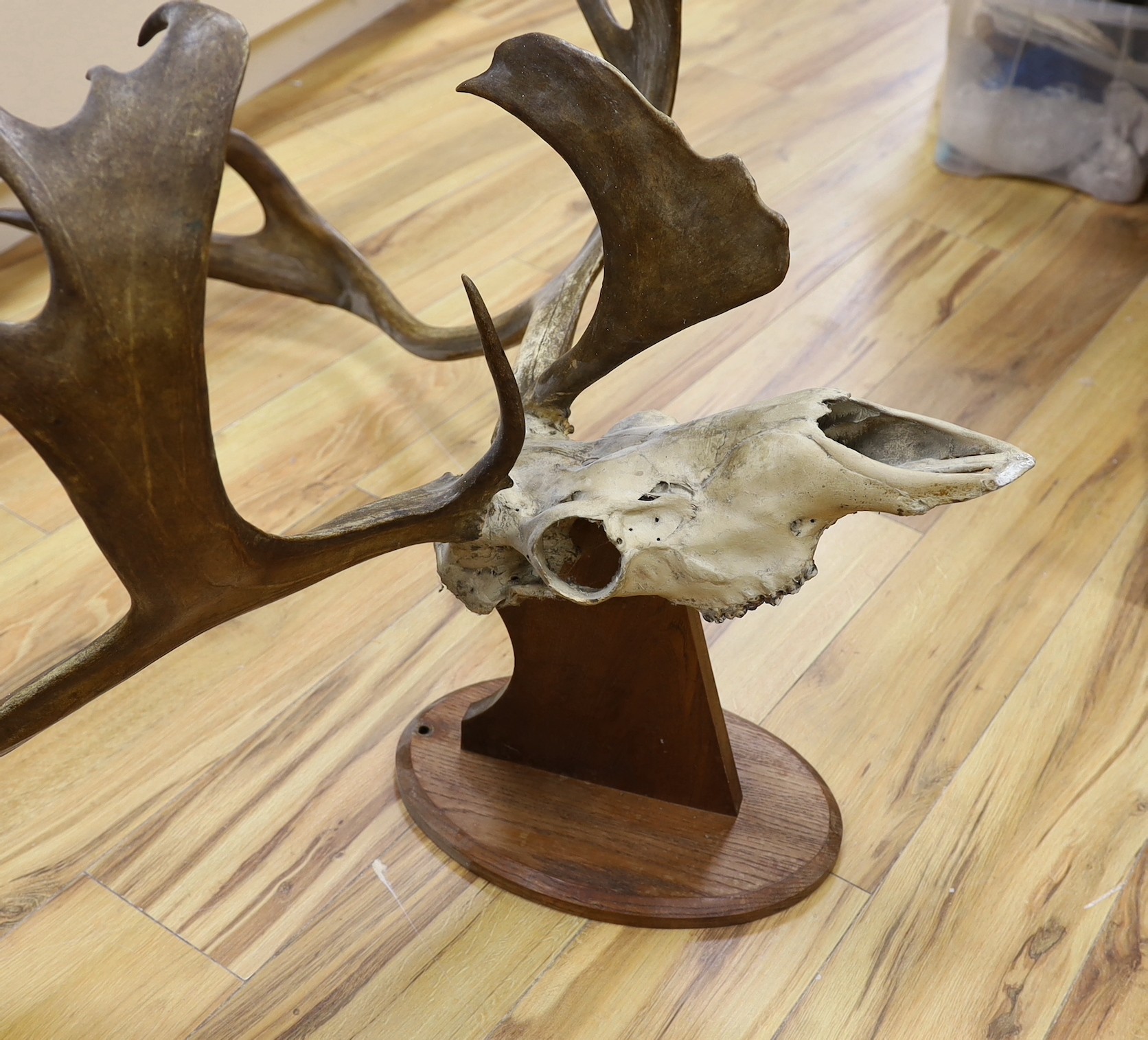 A large mounted Red Deer stag antlers on a skull and oak wall mount, antlers 99 cm wide